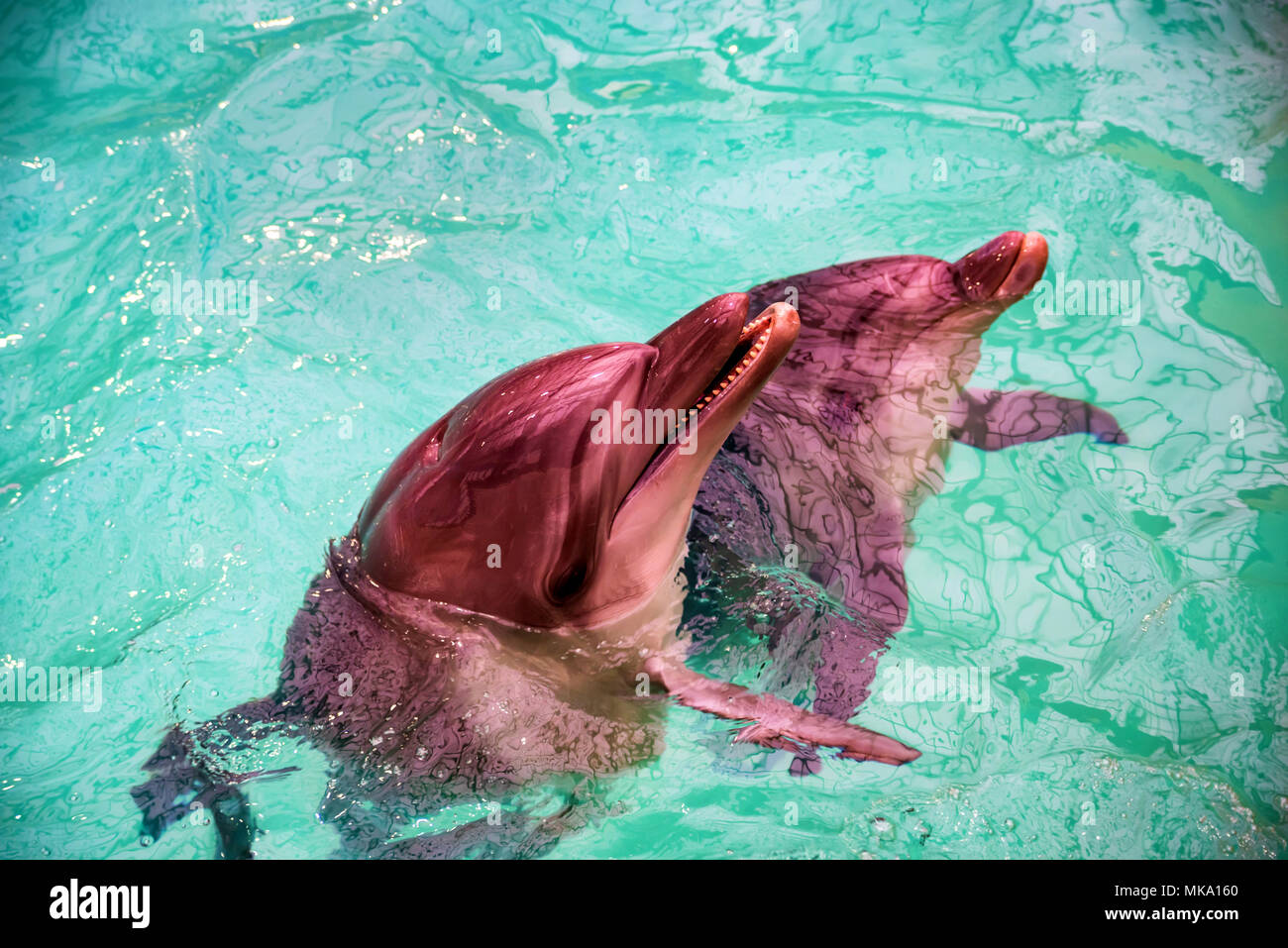 Simpatici delfini in piscina nel delfinario Foto Stock