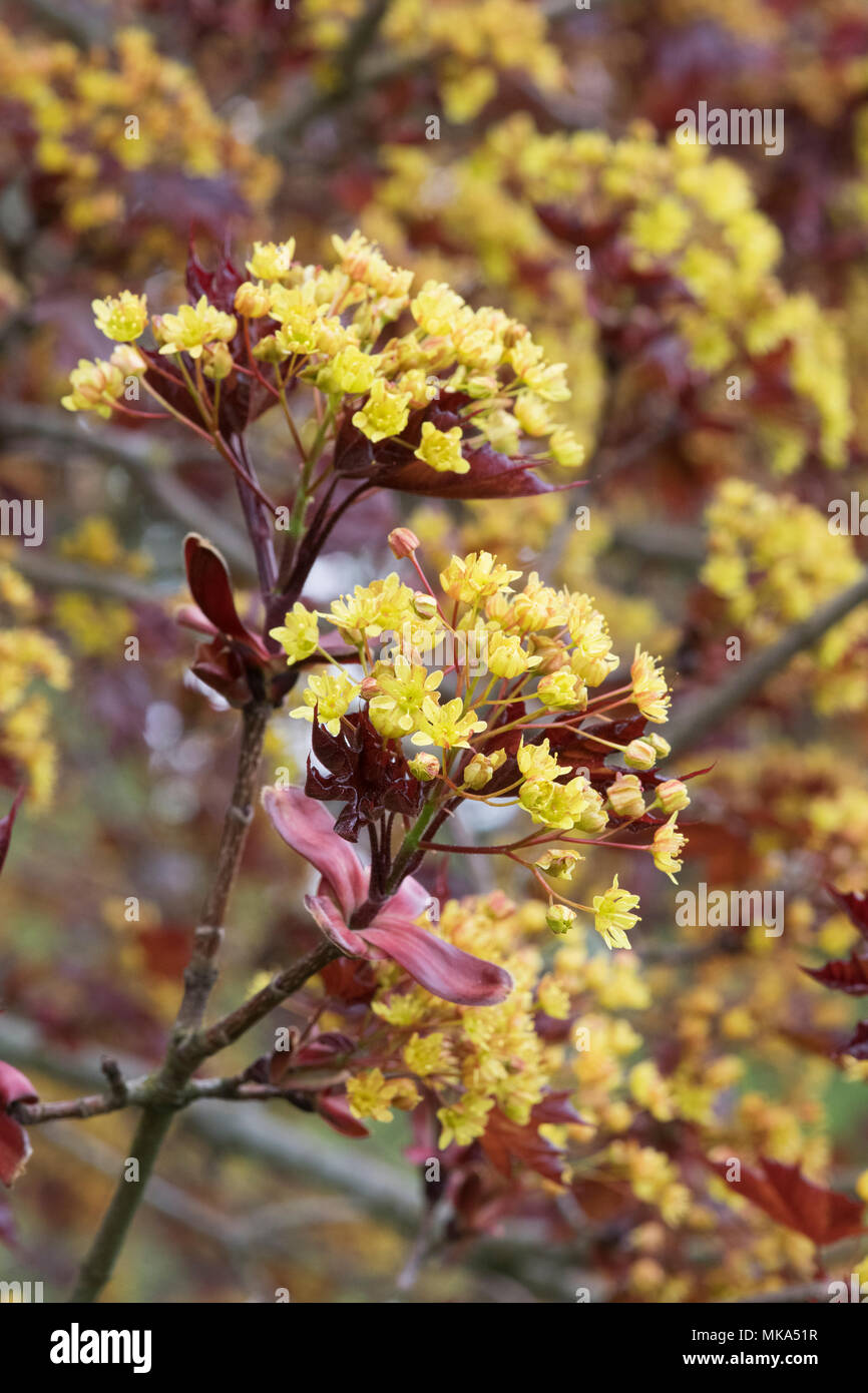 Acer platanoides 'Goldsworth viola'. Norvegia acero fioritura in primavera Foto Stock