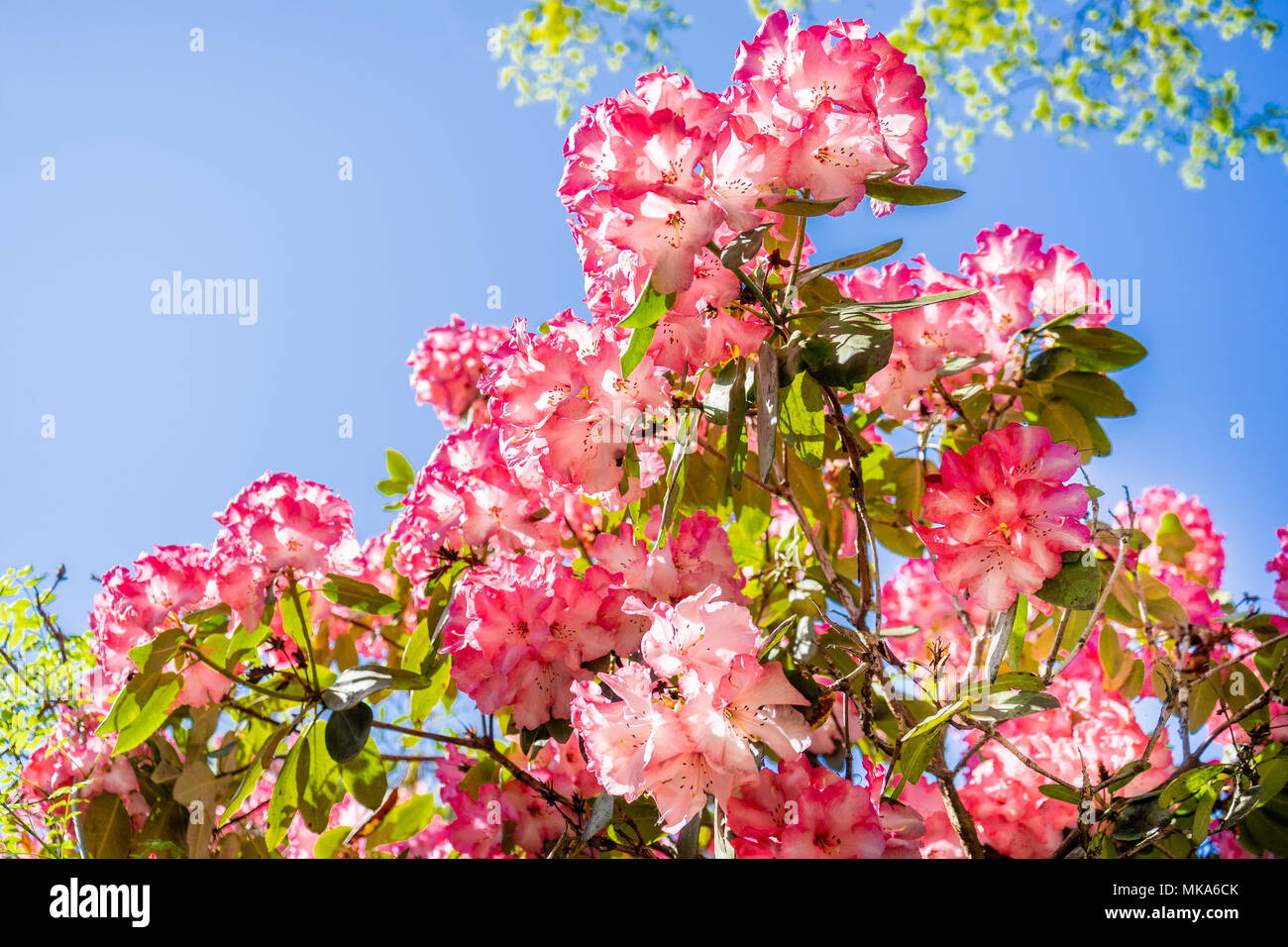 Fiori rosa rododendro macrophyllum in fiore durante la primavera contro il cielo blu, la pianta è originaria della costa pacifica del Nord America Foto Stock
