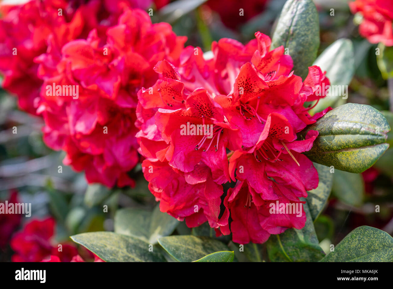 Chiusura del fiore rosso a capriate di un 'grazia Seabrook' impianto di rododendro in un giardino in Inghilterra meridionale durante il Maggio/ molla, REGNO UNITO Foto Stock