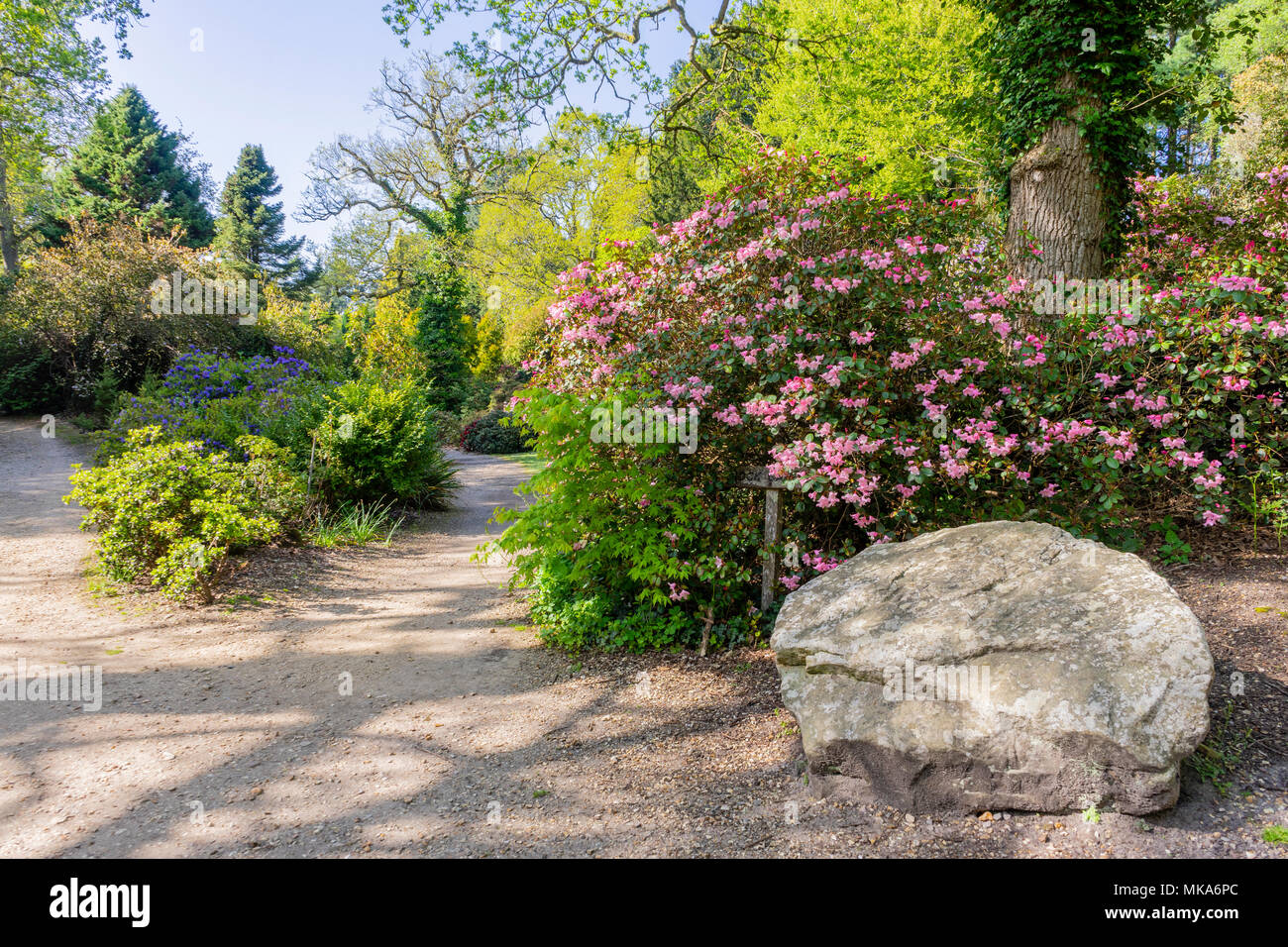 Il giardino di roccia durante la primavera in motivi di Exbury Gardens, una grande woodland garden appartenenti alla famiglia Rothschild in Hampshire, Inghilterra, Regno Unito Foto Stock