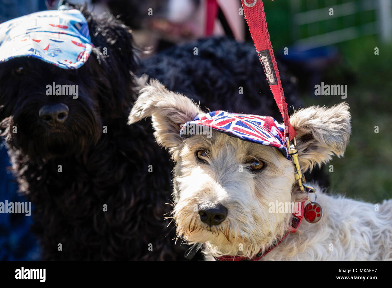 Moda per cani immagini e fotografie stock ad alta risoluzione - Alamy