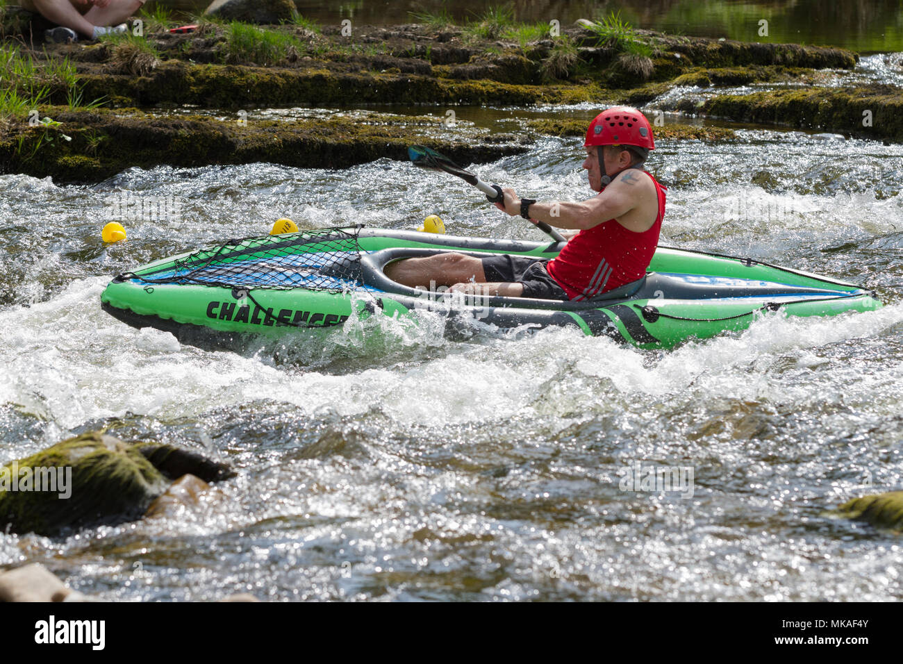 Richmond, North Yorkshire, Regno Unito. Lunedì 7 Maggio, 2018. Organizzato da Richmond Duck Club, Grand Duck gara si svolge ogni anno il giorno di maggio bank holiday e vede 2500 anatre di plastica rovesciate in fiume Swale dal Ponte Verde da dove essi galleggiante a valle, sopra le cascate alla linea di finitura a falde nei pressi del ponte della stazione. Credito: Andrew Nicholson/Alamy Live News Foto Stock