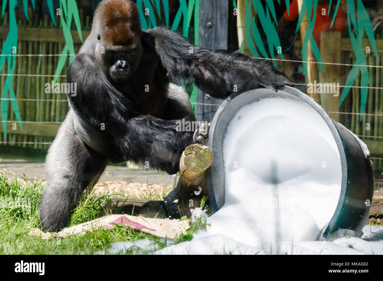 Londra, Regno Unito. Il 7 maggio, 2018. Gorillas occidentali della pianura di divertimento al sole, può lunedì festivo, ZSL London Zoo, UK. Silverback maschio, Kumbuka, medita un secchio grande in il Gorilla Kindgdom, suggerimenti su, e "Pianta un albero" ormai in pentola vuota, mentre la sua figlia, Alika, gusti e poi bagna nell'appena versato saponata. Credito: Chris Aubrey/Alamy Live News Foto Stock