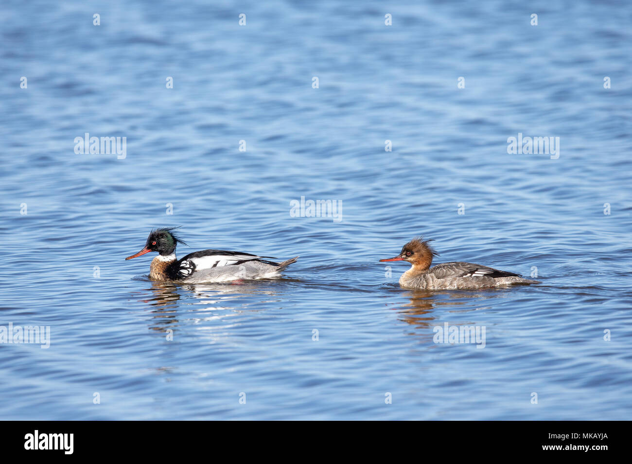 Red-breasted merganser (Mergus serrator) allevamento coppia, nuoto in acque aperte con il maschio che conduce la femmina. Foto Stock