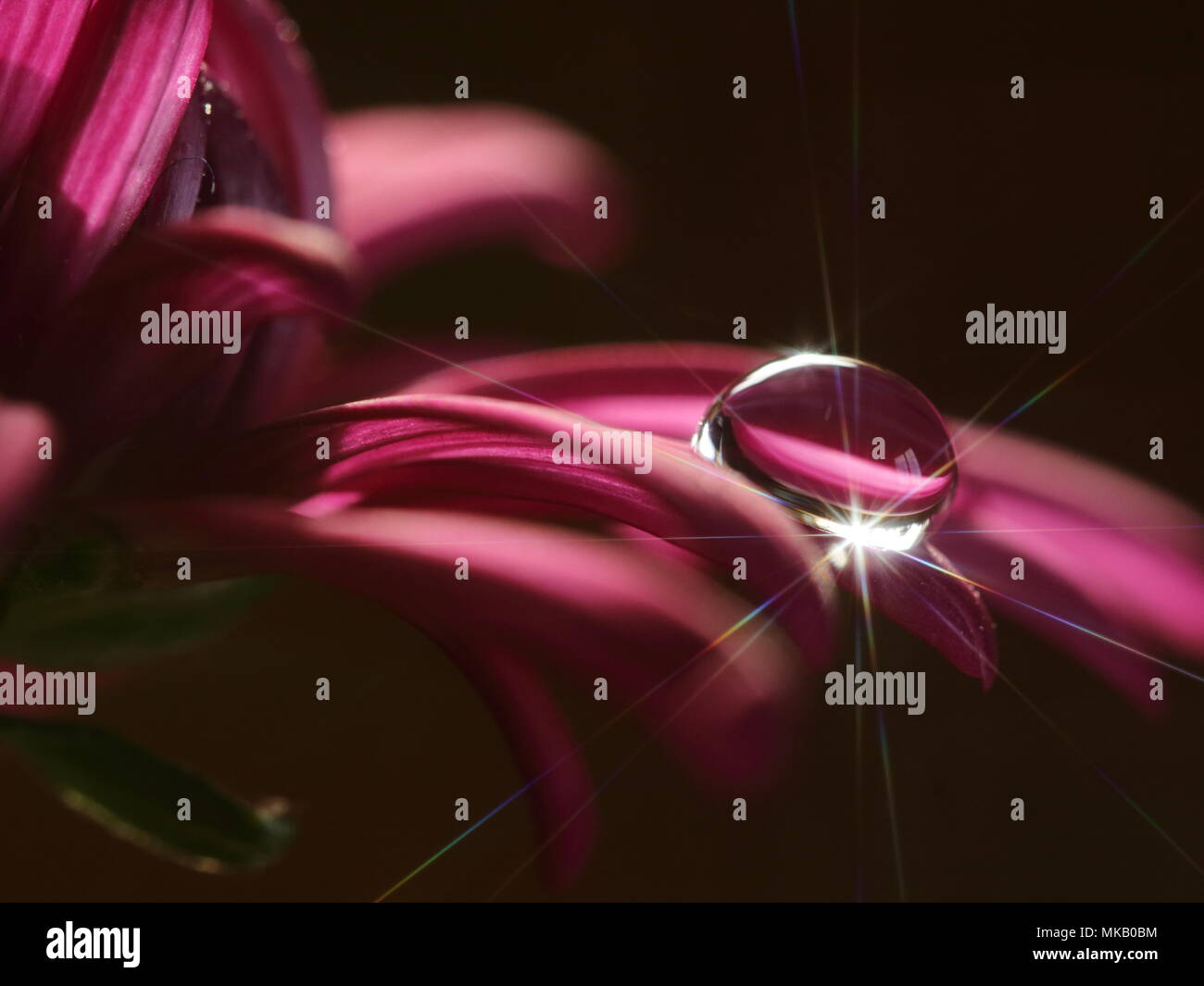 L'arte di equilibrio. Stella caduta di Burst rosa Foto Stock