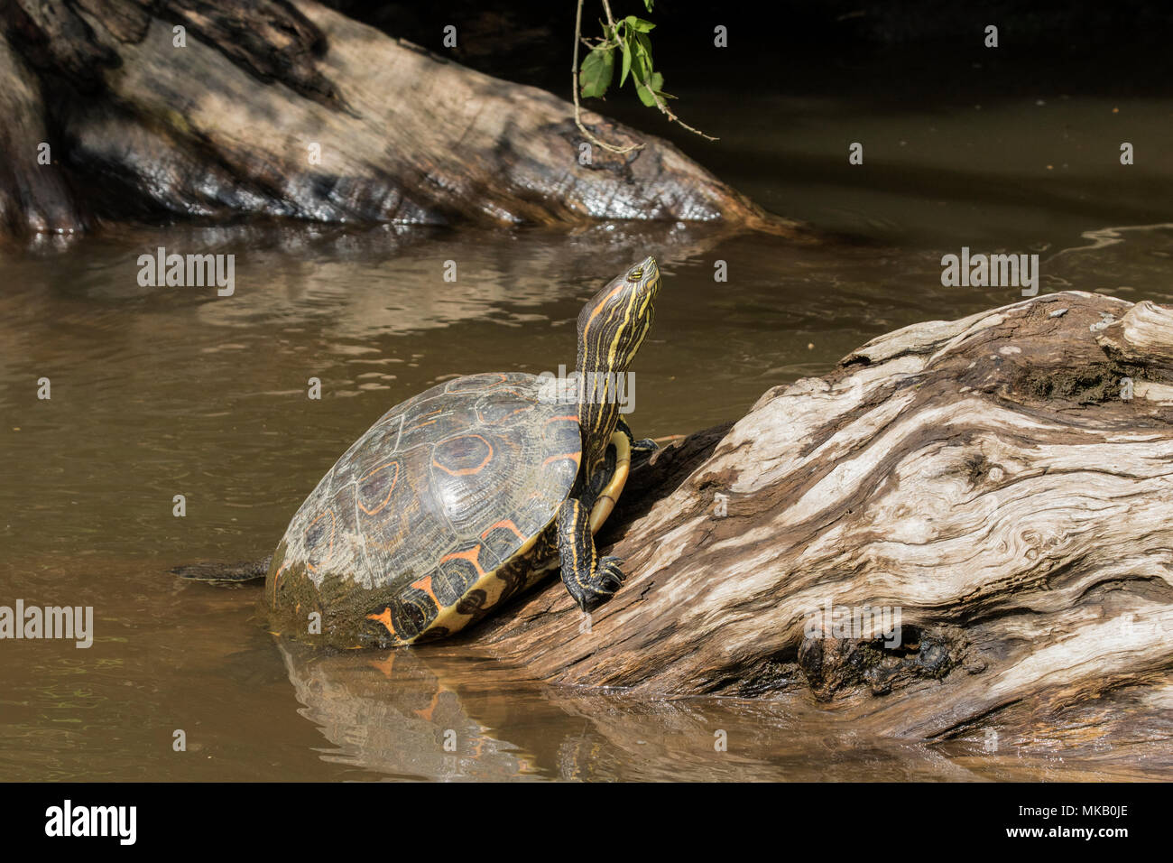 Cursore di stagno Trachemys scripta adulto poggiante sulla roccia di fiume, Costa Rica Foto Stock
