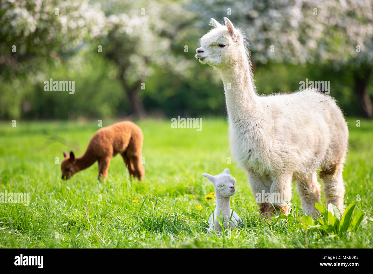 Alpaca bianco con prole, sud americana di mammifero Foto Stock