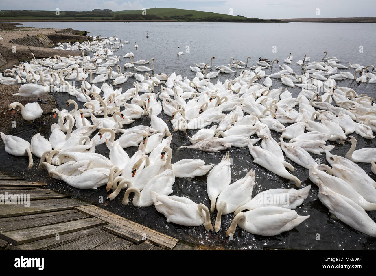 Abbotsbury Swannery nel Dorset, Regno Unito. Foto Stock