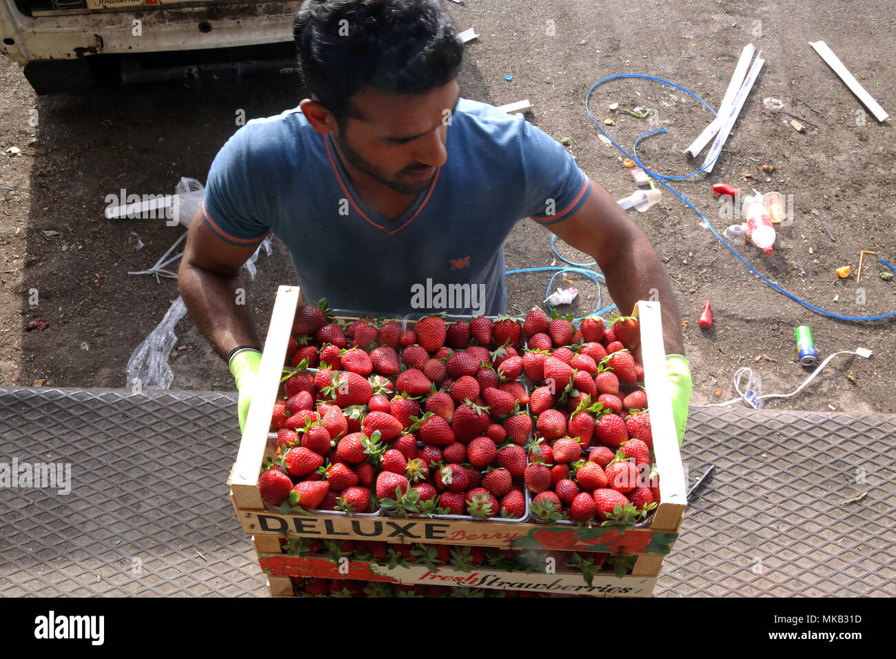 Un lavoratore carichi di casse con fresche Fragole greco nella Frutta & Verdura in Atene, Grecia. ©Elias Verdi/Alamy Stock Foto Foto Stock