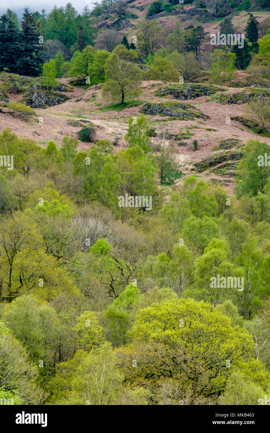 Alberi a foglia di molla, sul muschio bianco comune, vicino a Grasmere, Lake District, Cumbria Foto Stock