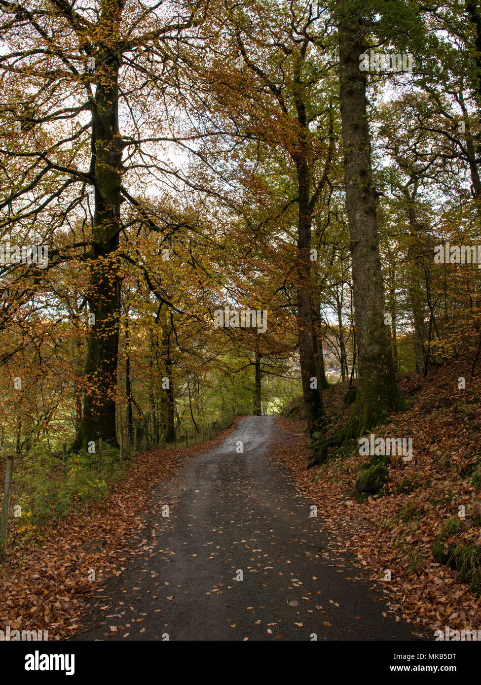 Alberi visualizza i colori autunnali su uno stretto vicolo del paese, parte del ciclo nazionale di instradamento di rete 6, nella valle Rathay a Ambleside in Inghilterra del Lago Foto Stock