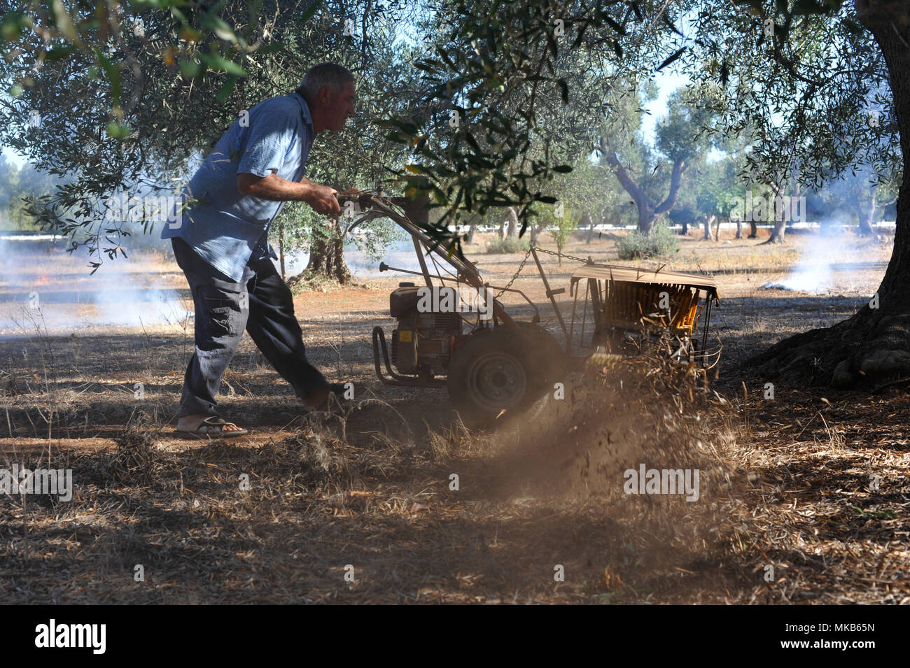 Copertino, preparazione del terreno per la raccolta delle olive. L'Italia. Foto Stock