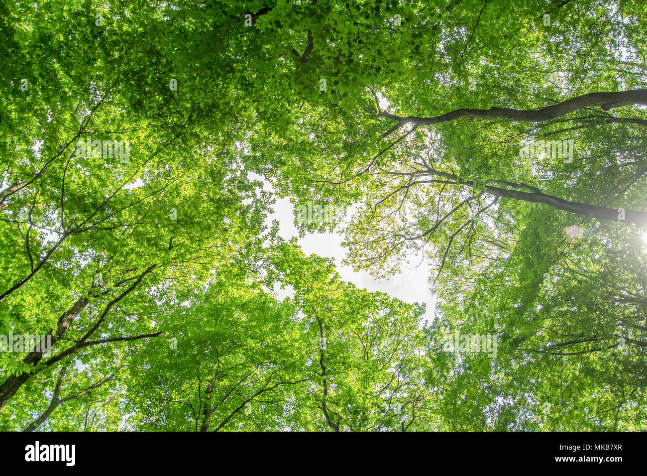 Foglie verdi albero canopy a basso angolo di visione Foto Stock