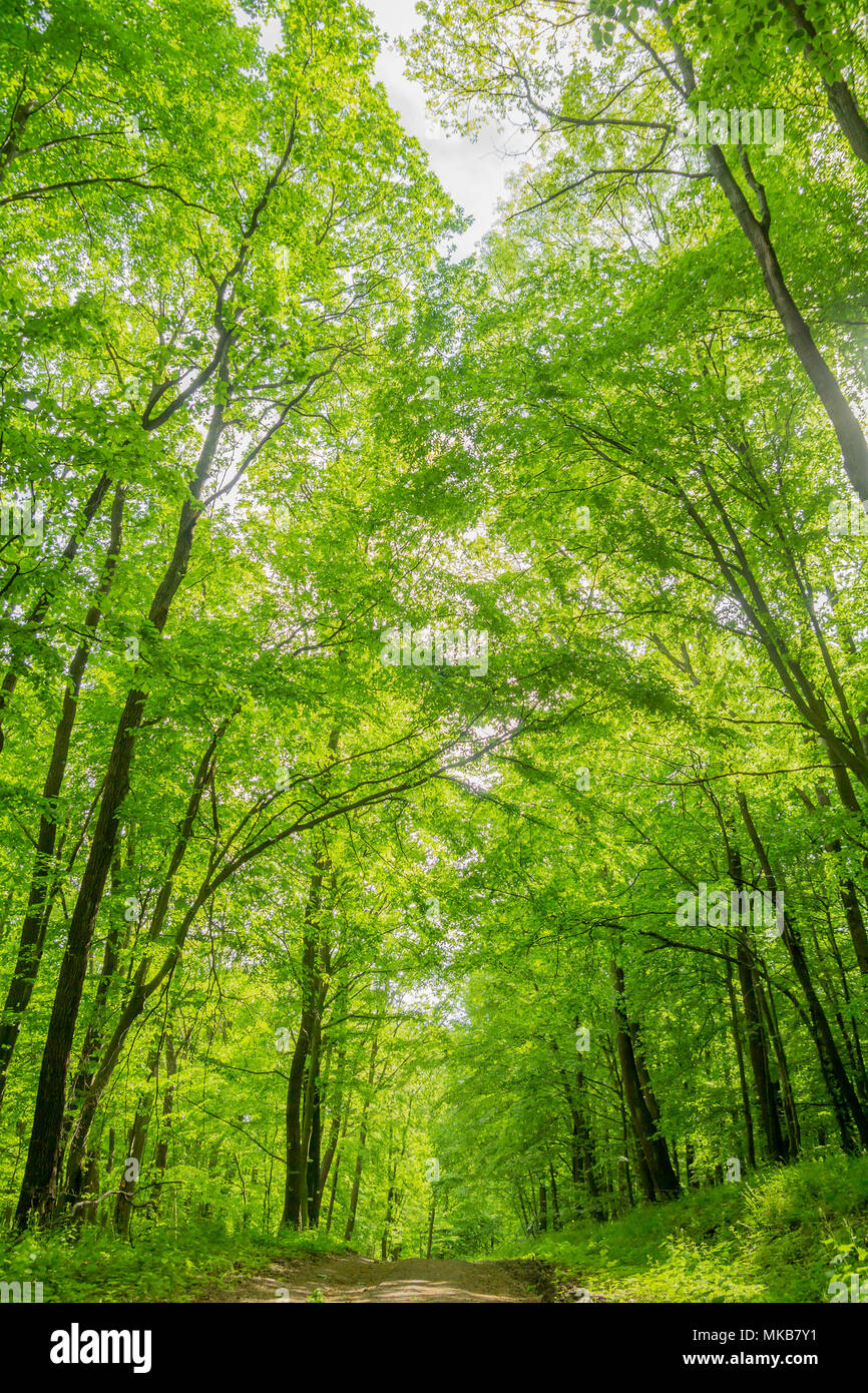 Foglie verdi albero canopy a basso angolo di visione Foto Stock