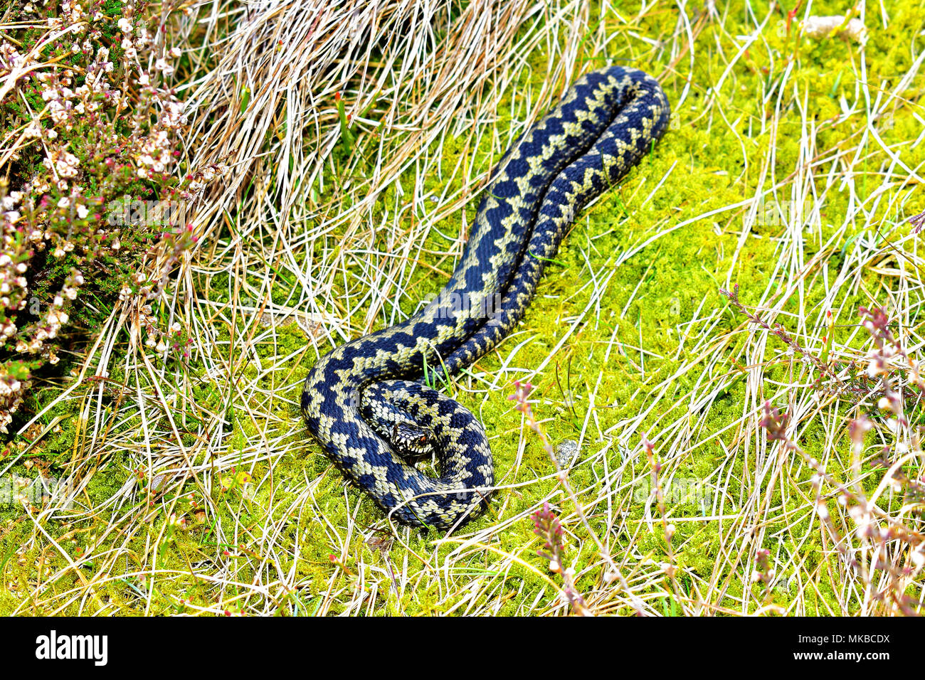 Cheviot hills Northumberland Vipera berus o sommatore comune snake in heather sulle colline Foto Stock