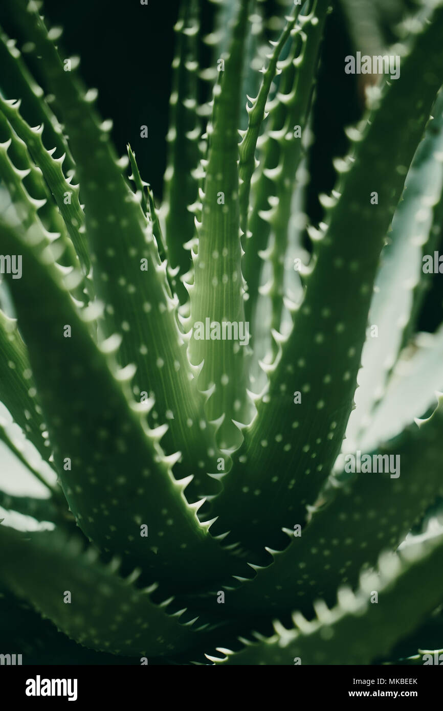 Closeup colpo di verde tropicale pianta. Aloe vera. Macro shot. Sfondo di estate Foto Stock