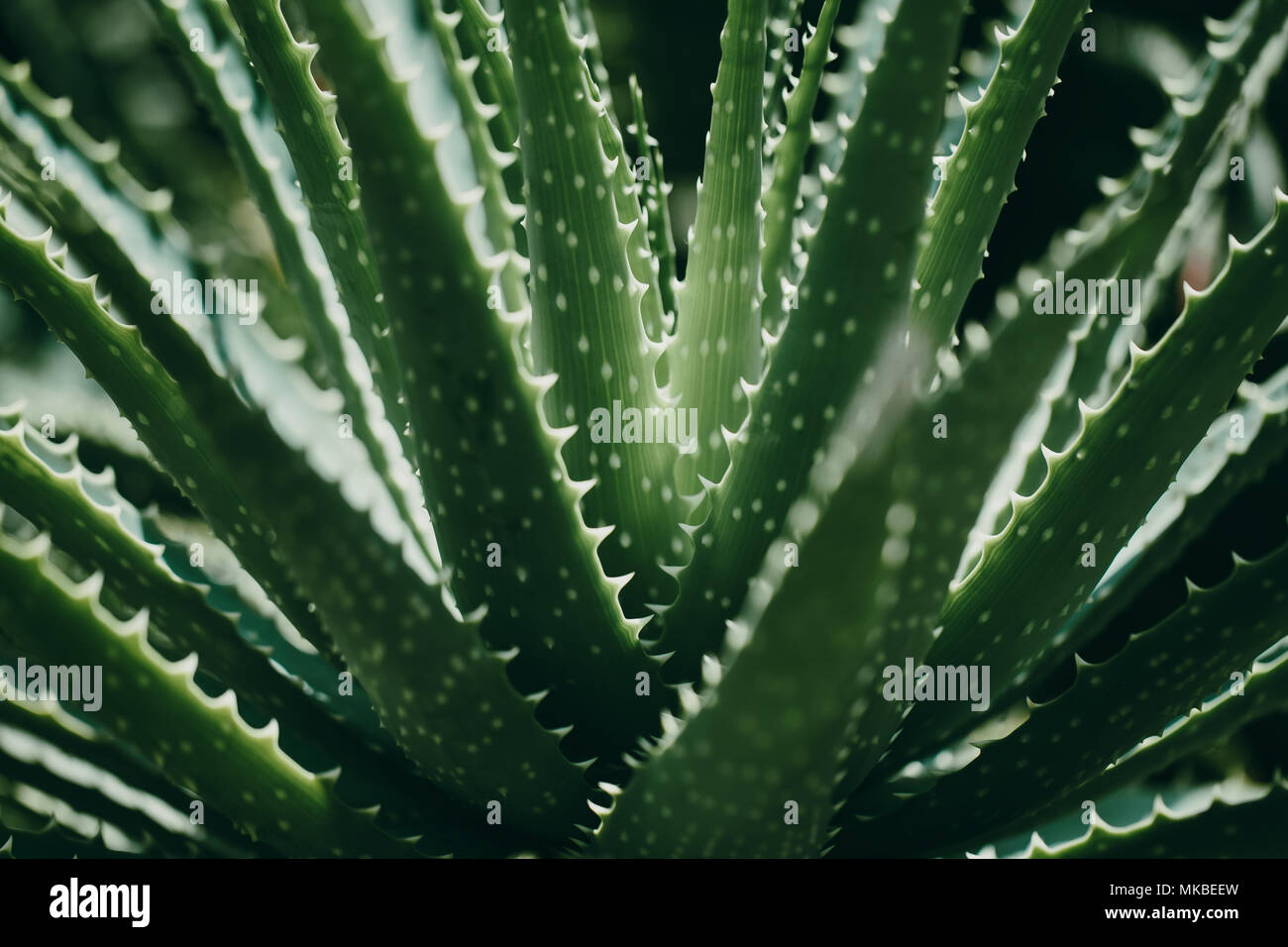 Closeup colpo di verde tropicale pianta. Aloe vera. Macro shot. Sfondo di estate Foto Stock