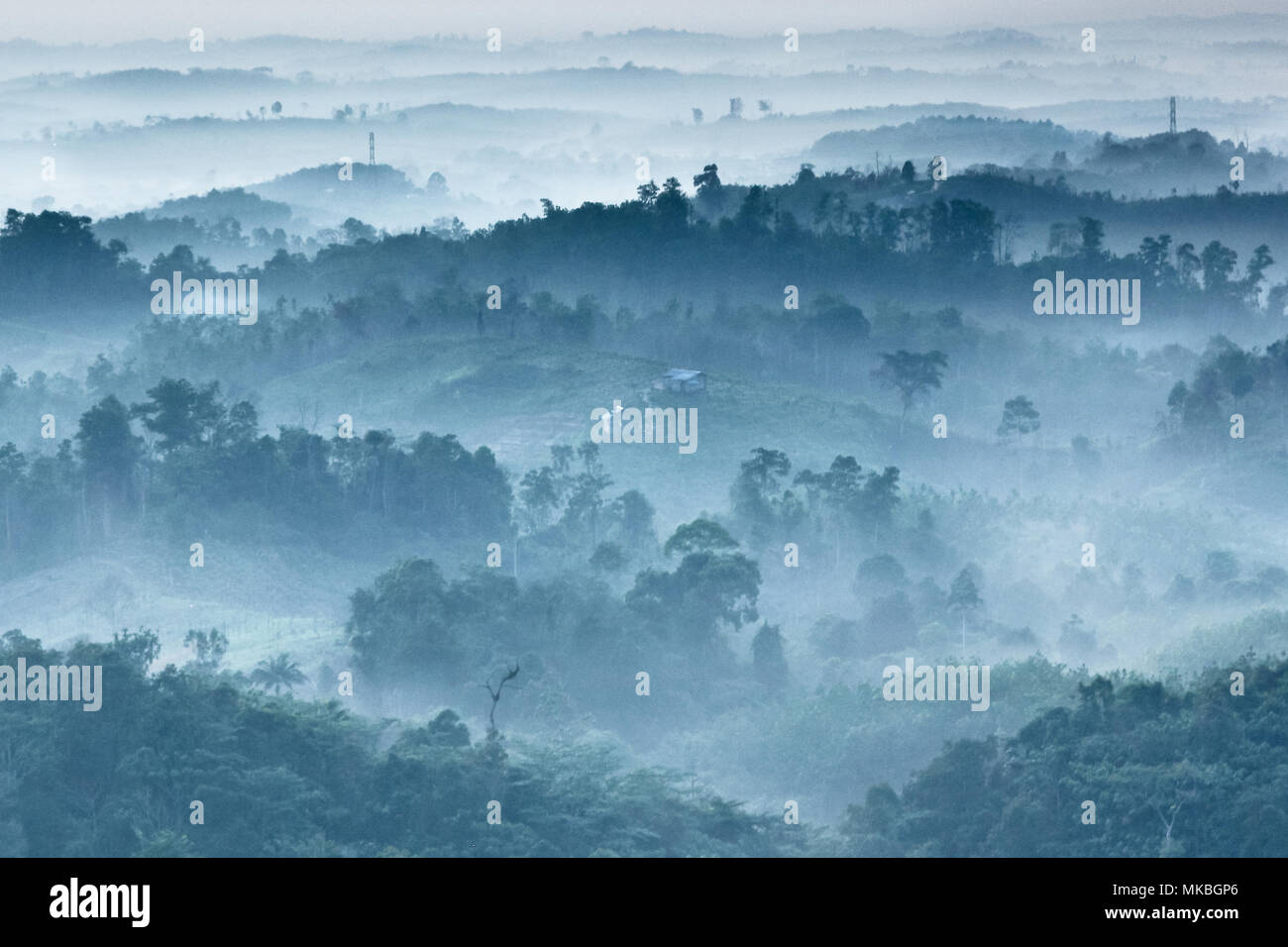 Bella foschia mattutina in East Kalimantan jungle Foto Stock