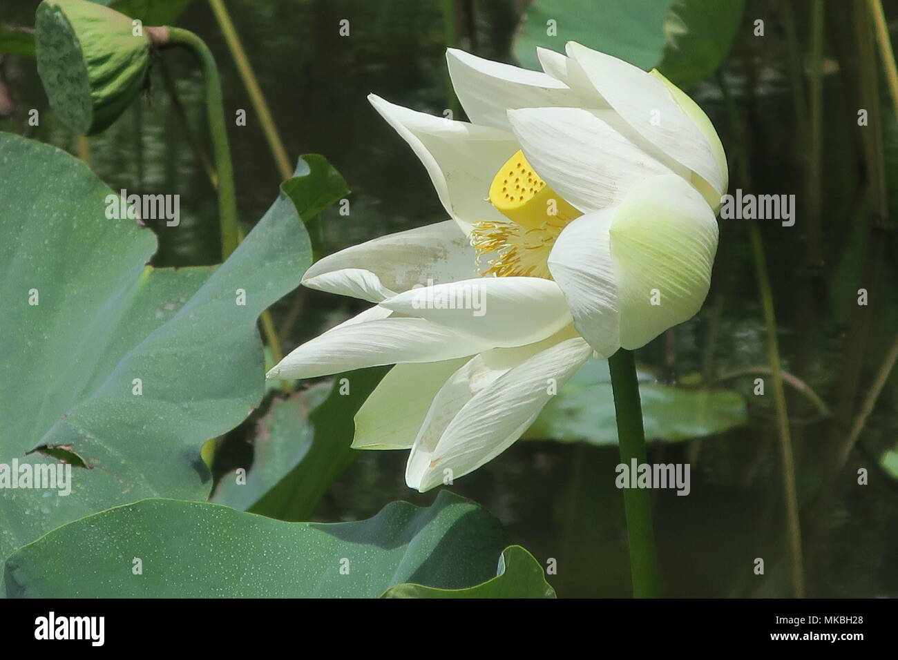 Fiori di loto a Sir Seewoosagur Ramgoolam giardino botanico Pamplemousses distretto, isola Maurizio. Foto Stock