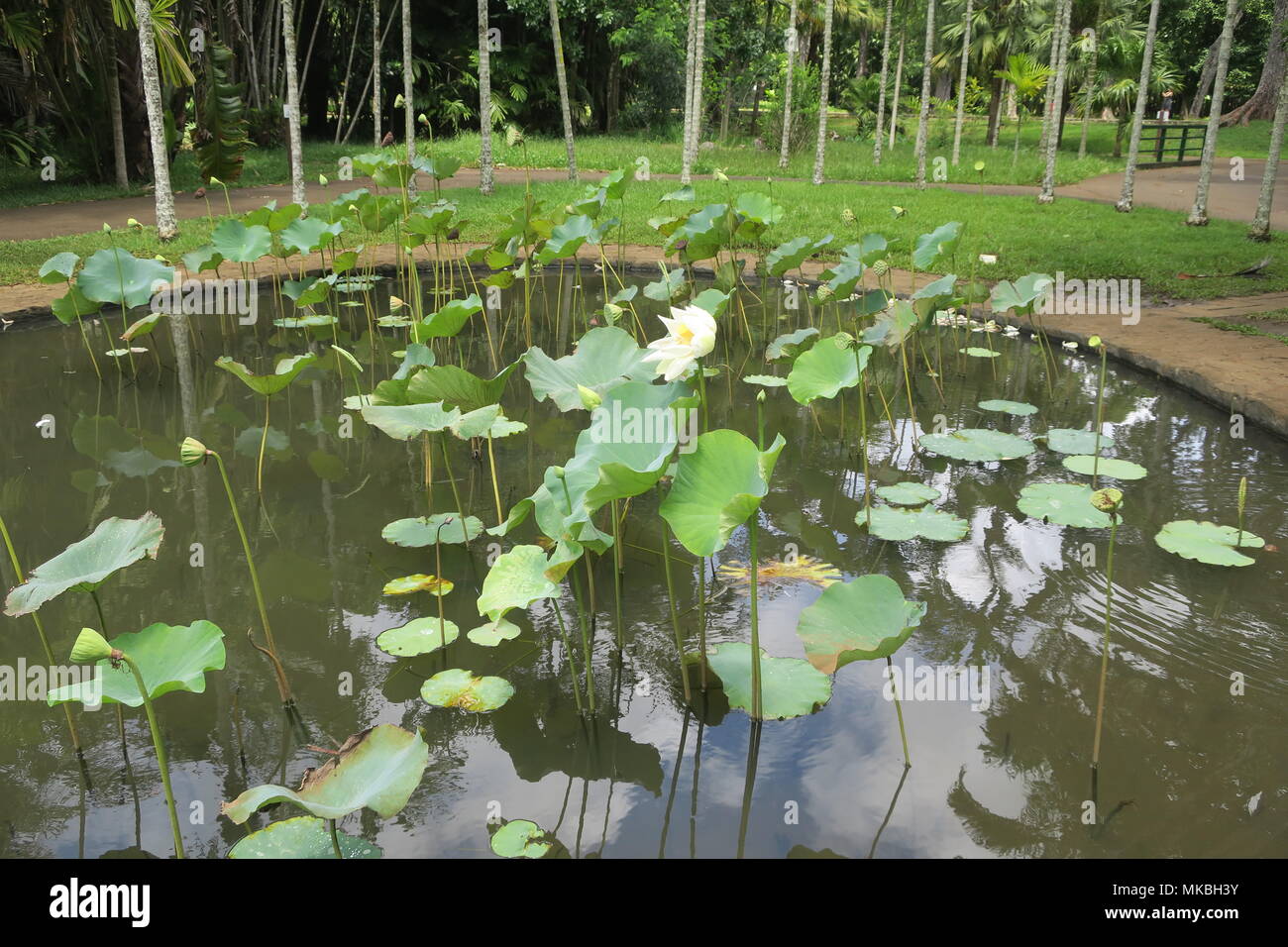Fiori di loto a Sir Seewoosagur Ramgoolam giardino botanico Pamplemousses distretto, isola Maurizio. Foto Stock