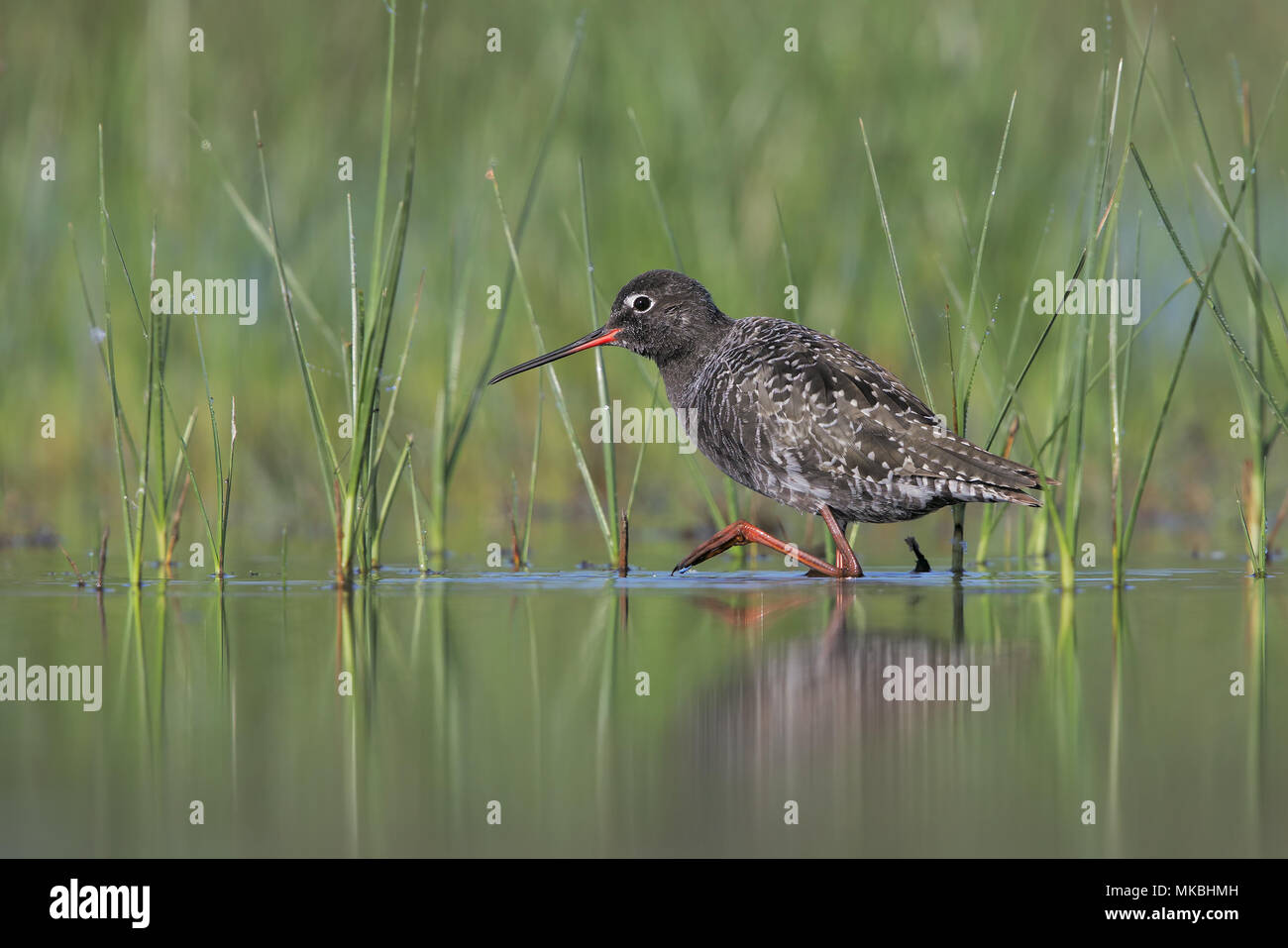 Spotted redshank Foto Stock