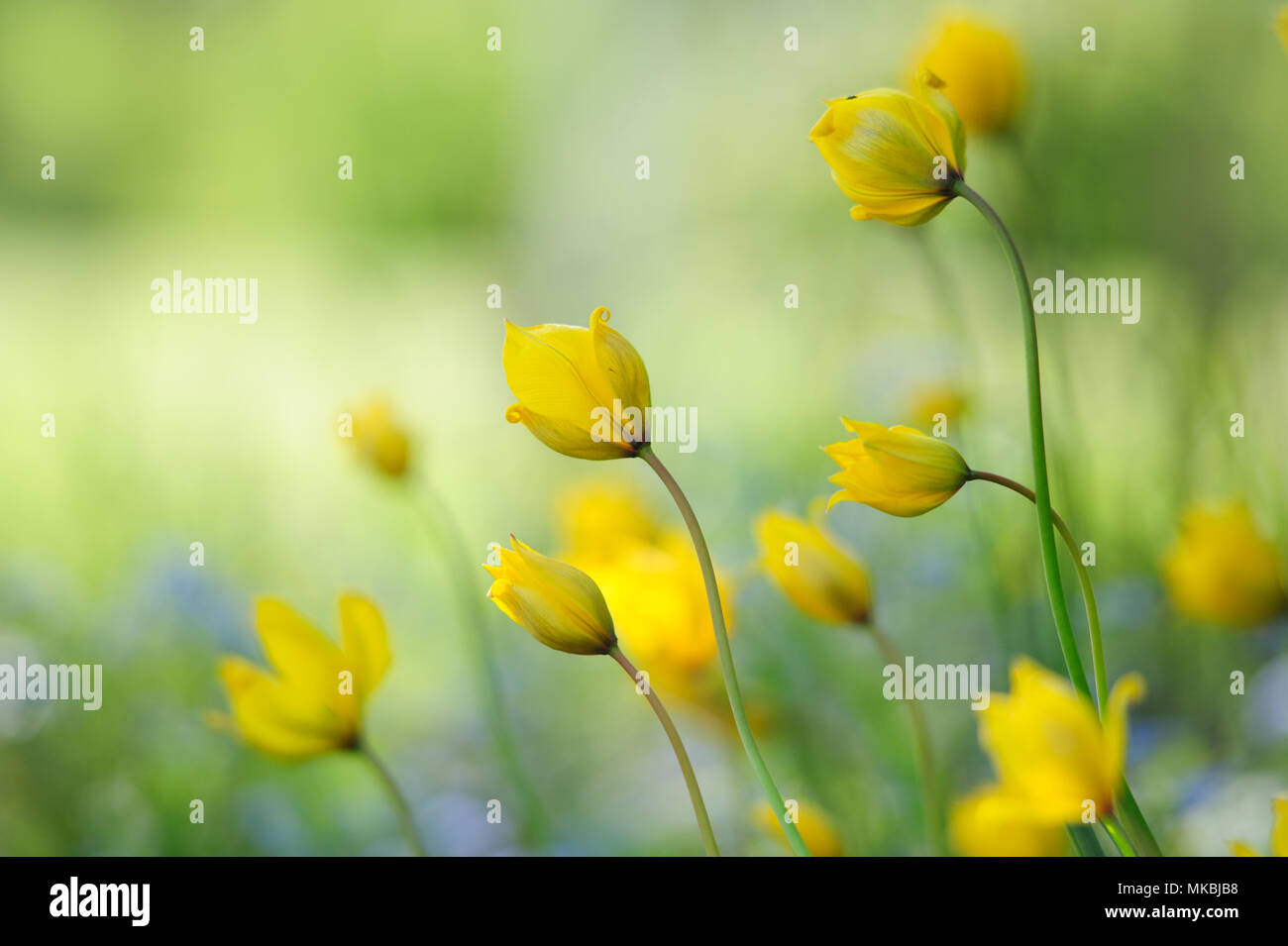 Woodland tulip, Tulipano selvatico, Tulipa sylvestris Foto Stock