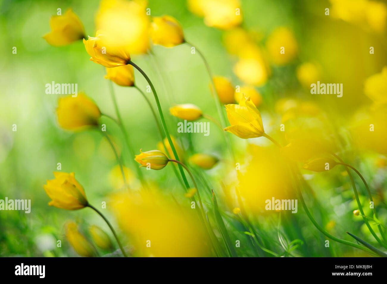 Woodland tulip, Tulipano selvatico, Tulipa sylvestris Foto Stock