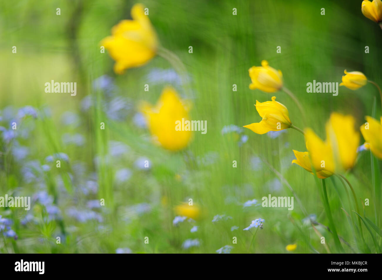 Woodland tulip, Tulipano selvatico, Tulipa sylvestris Foto Stock