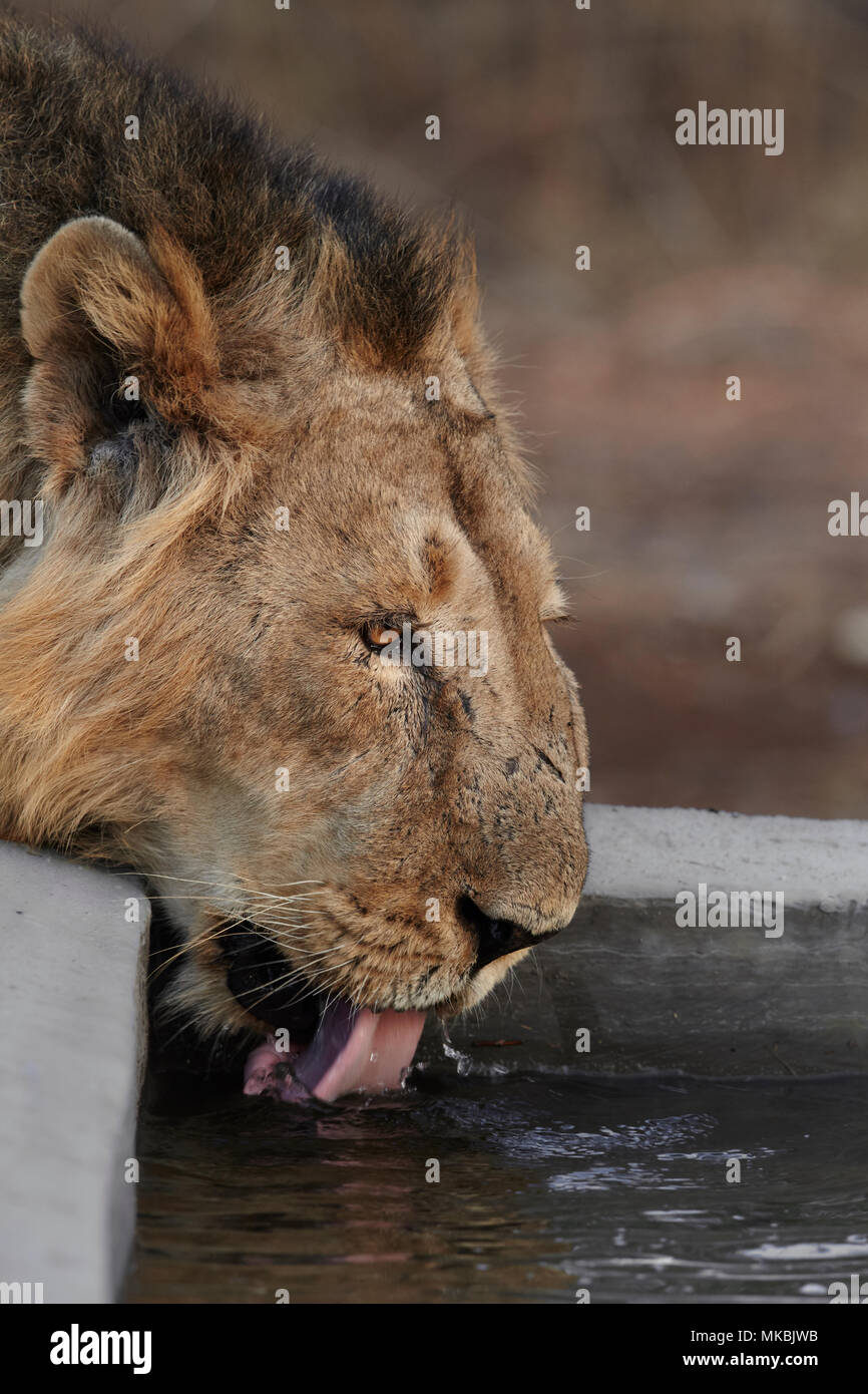 Indian Lion togliere la sete, Gir forest, India. Foto Stock