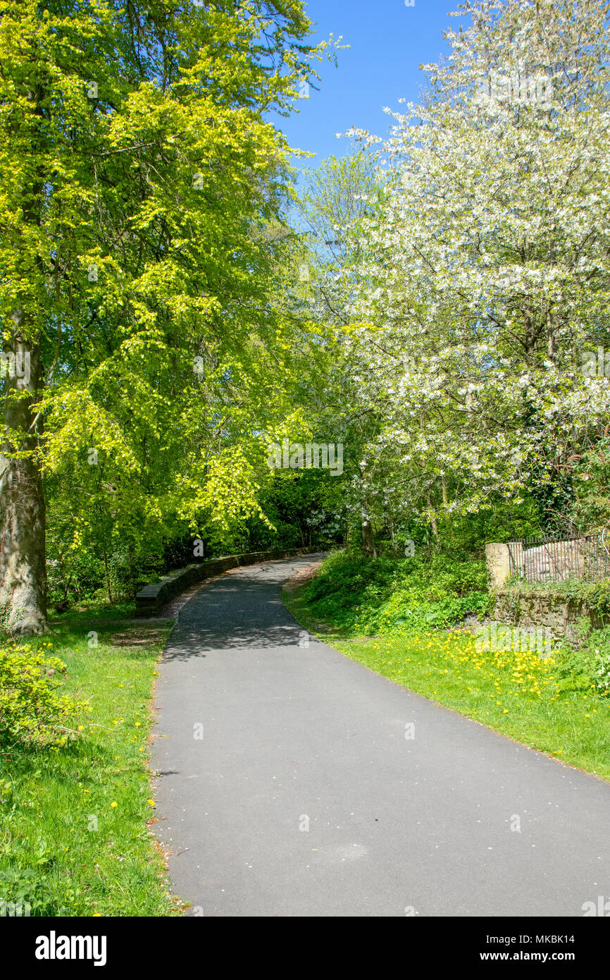 Percorso attraverso gli alberi vicino Prebenda's Bridge, Durham Foto Stock