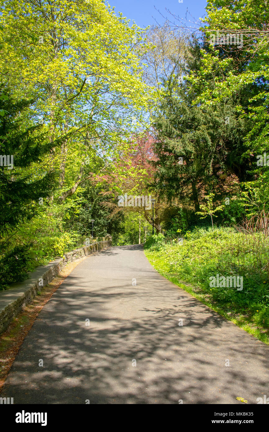 Percorso attraverso gli alberi vicino Prebenda's Bridge, Durham Foto Stock