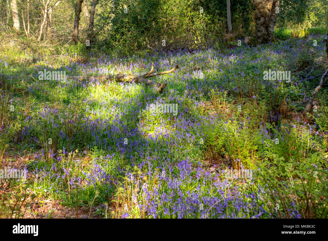 Bluebells in fiore nel bosco in inglese Foto Stock