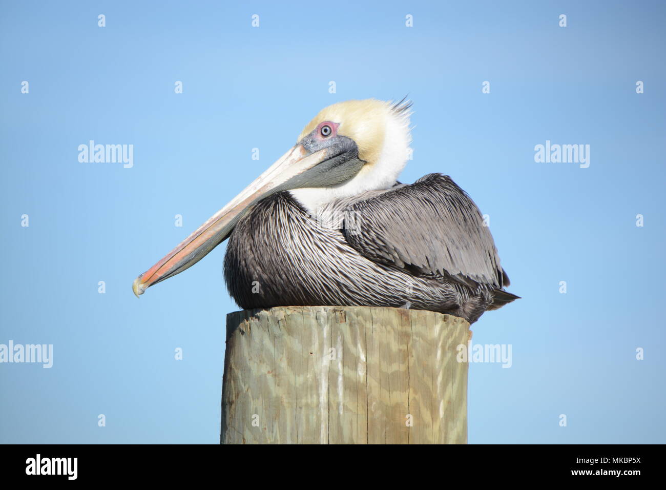 Florida Pellicano marrone Foto Stock