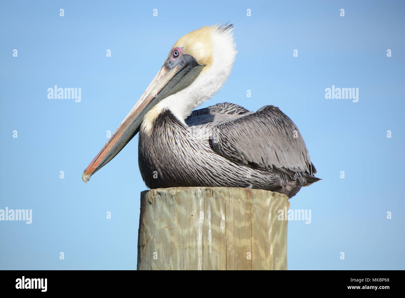 Florida Pellicano marrone Foto Stock