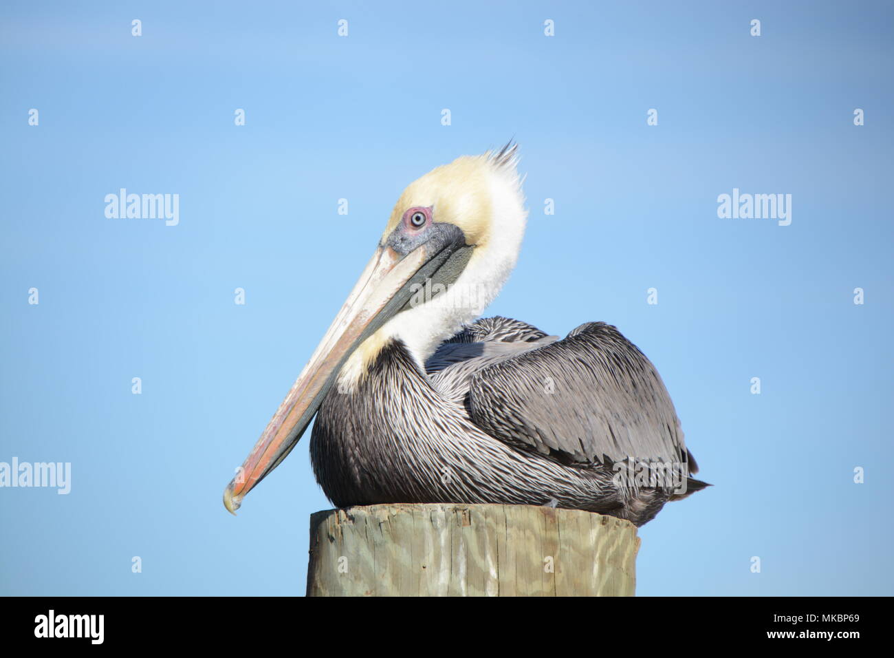 Florida Pellicano marrone Foto Stock