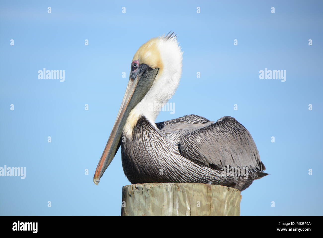 Florida Pellicano marrone Foto Stock