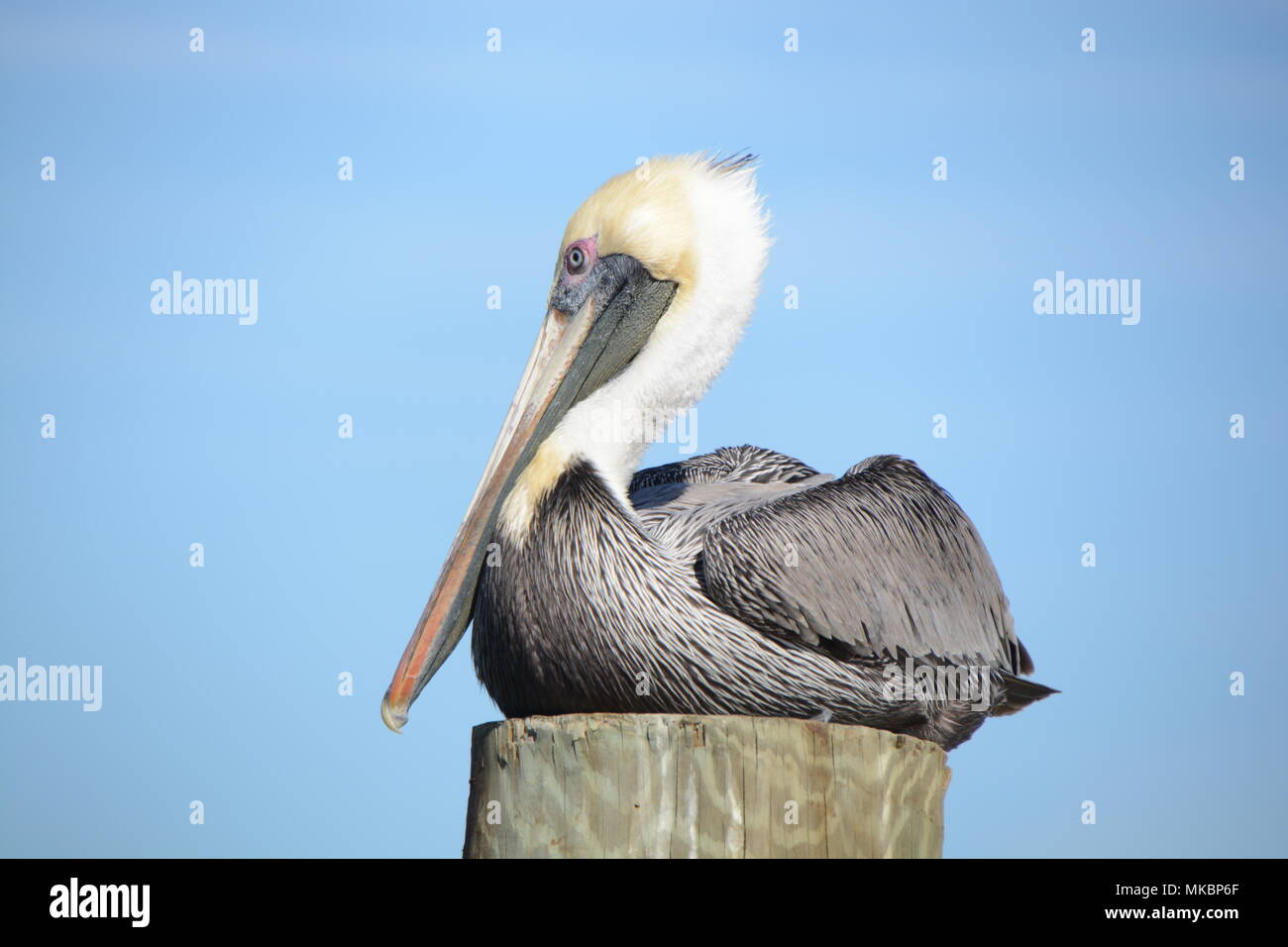 Florida Pellicano marrone Foto Stock