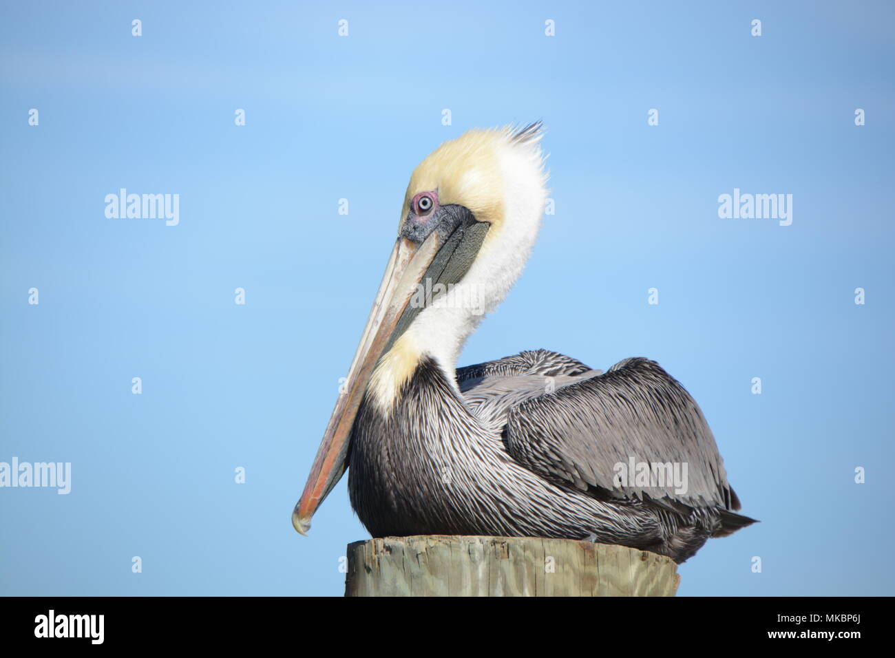 Florida Pellicano marrone Foto Stock