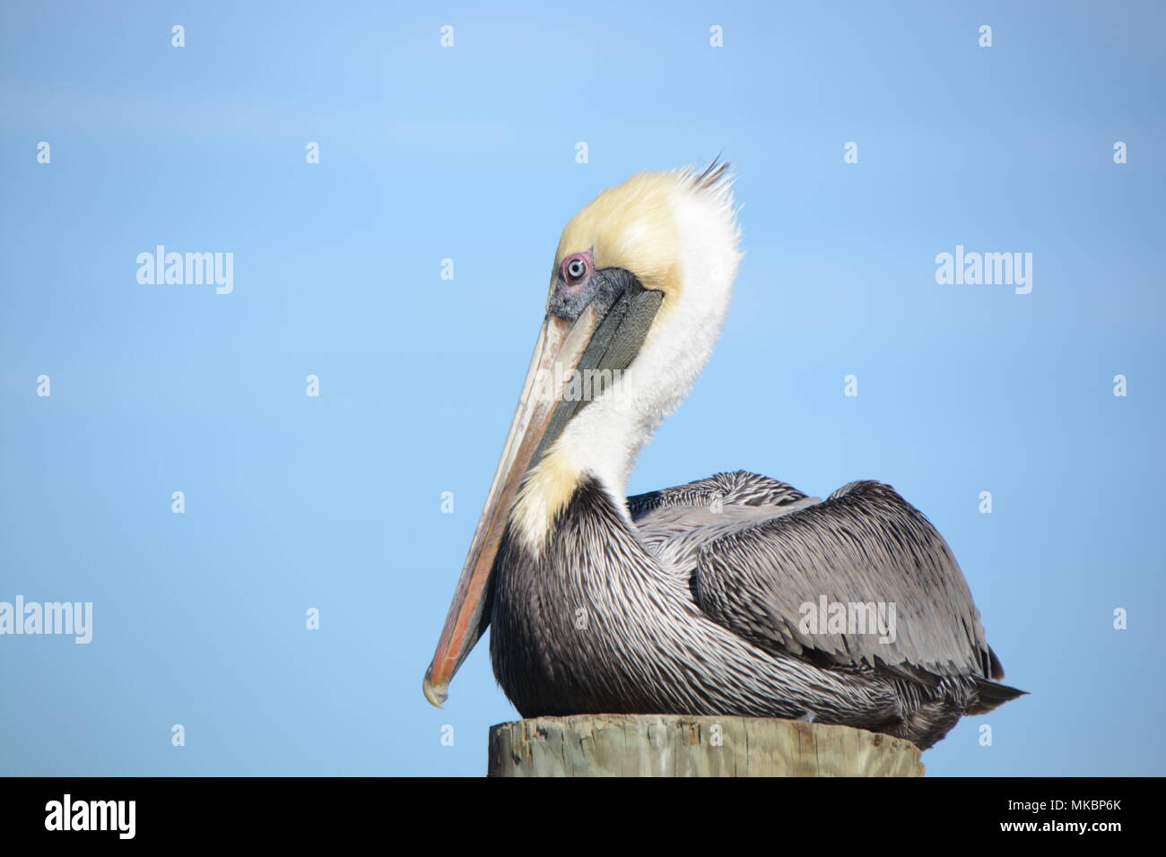 Florida Pellicano marrone Foto Stock