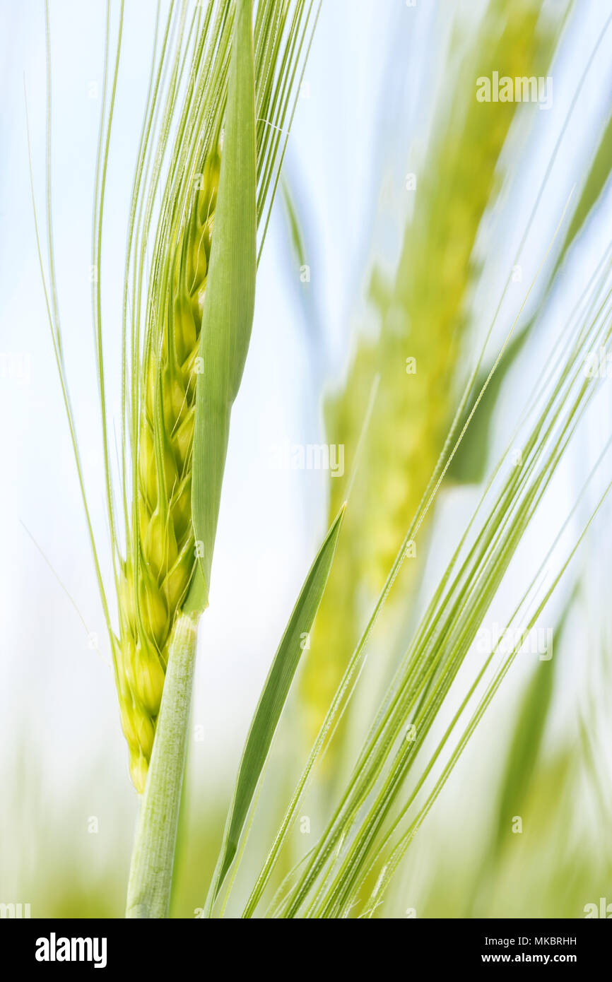 Close up Immaturo grano in primavera Foto Stock