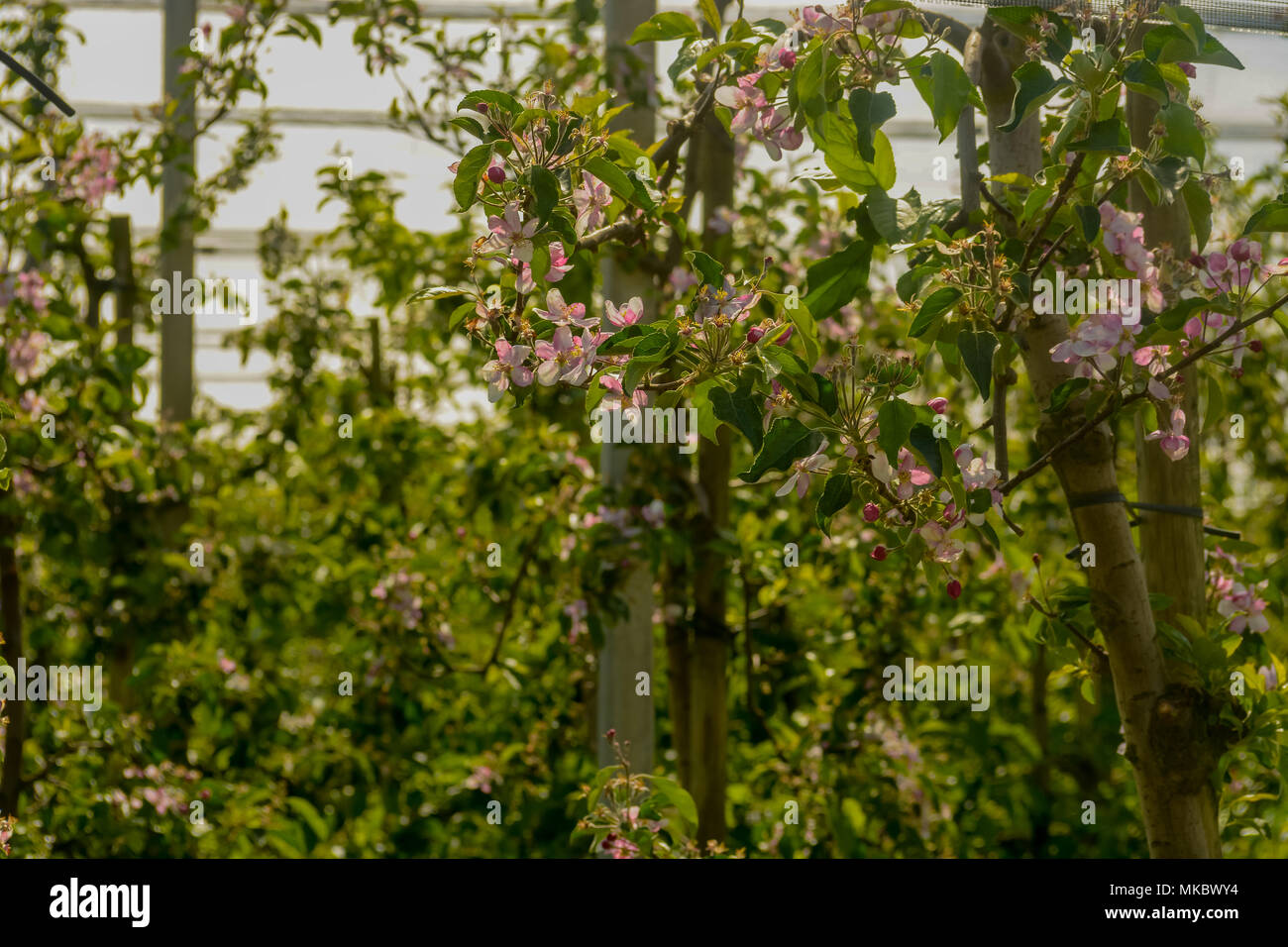 Pera blossoms su terreni agricoli nel mese di aprile Foto Stock