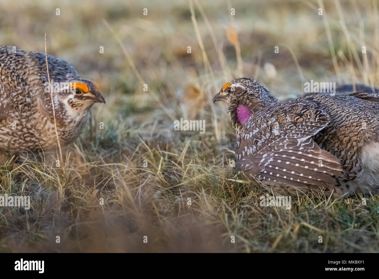 Sharp-tailed Grouse, Tympanuchus phasianellus, maschi rivolto verso fuori in una sfida di accoppiamento su un lek in erba mista prairie nel Nebraska National Forest Foto Stock