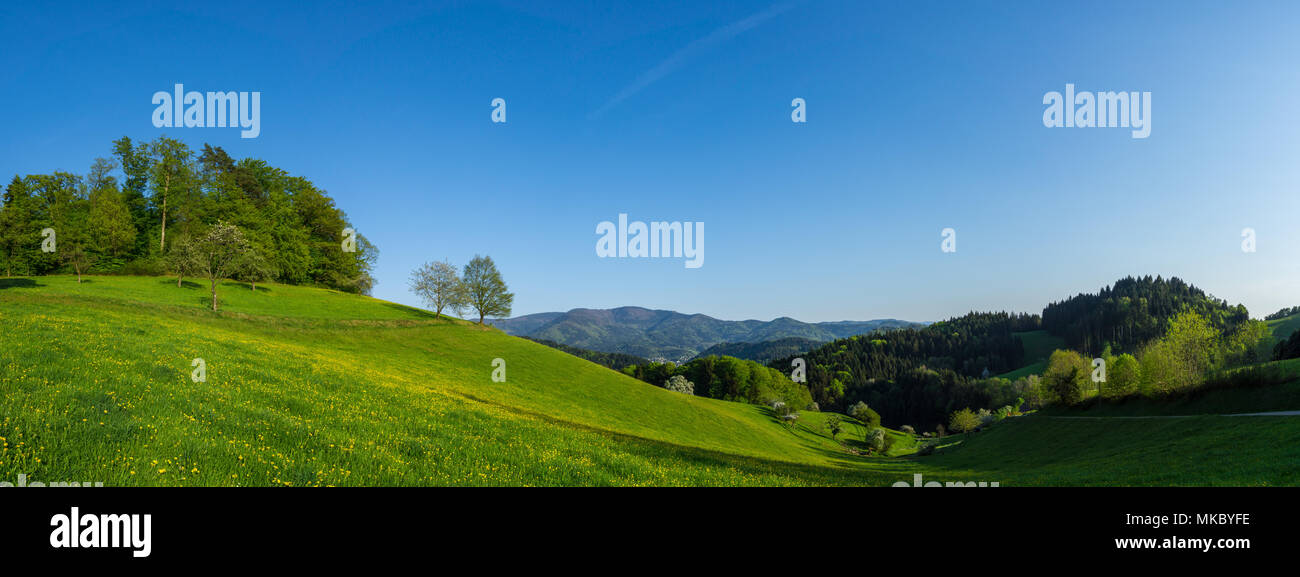 Germania, XXL grande foresta nera natura panorama del paesaggio in sexau vicino a Freiburg Foto Stock