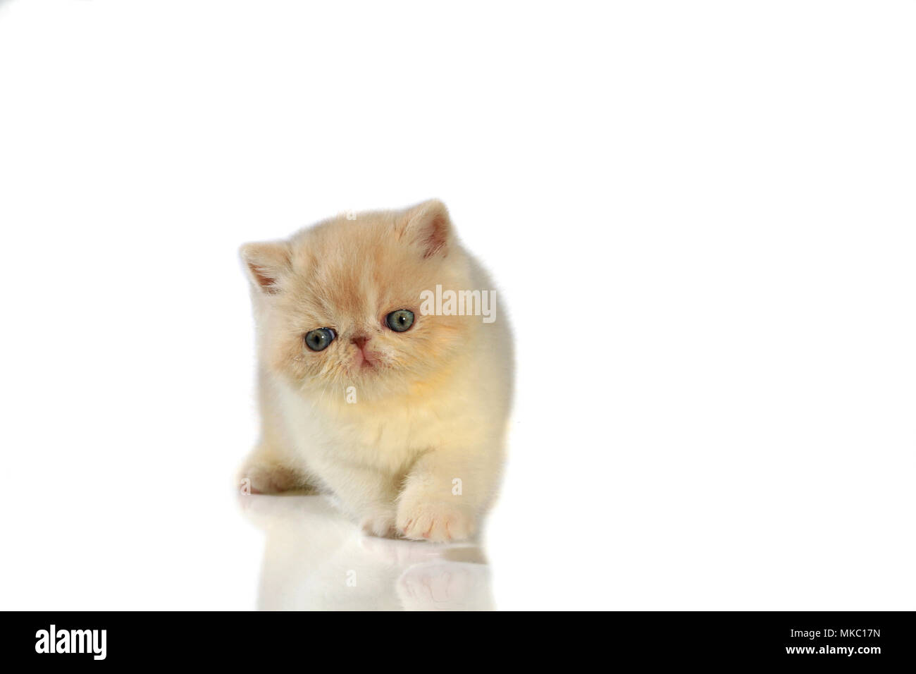 Exotic Shorthair kitten, 5 settimane di età, tagliate Foto Stock