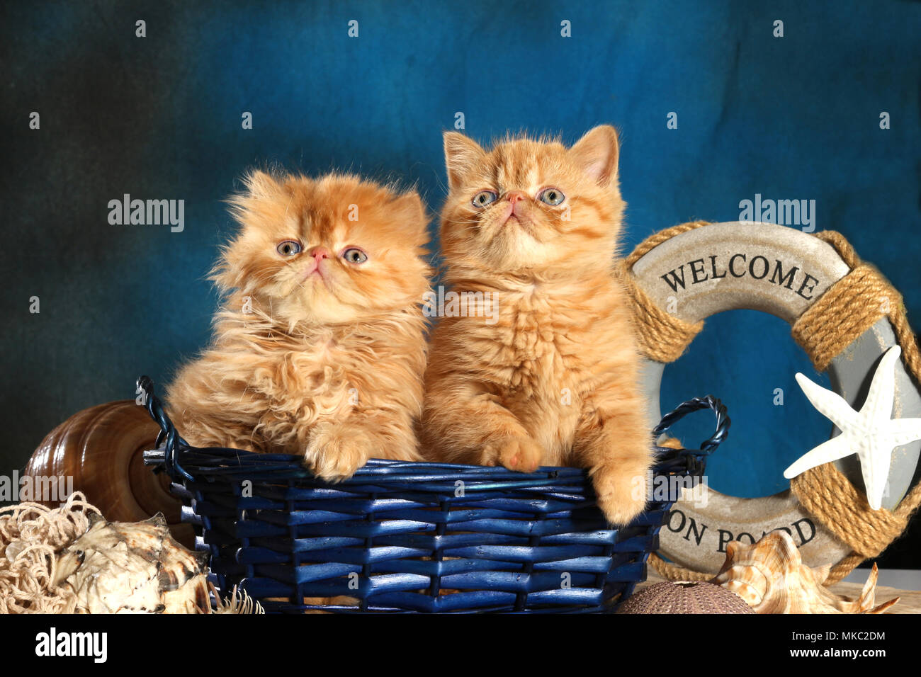 Due gattini persiani e Exotic Shorthair, 7 settimane di età, zenzero, seduti in un cestello di blu Foto Stock