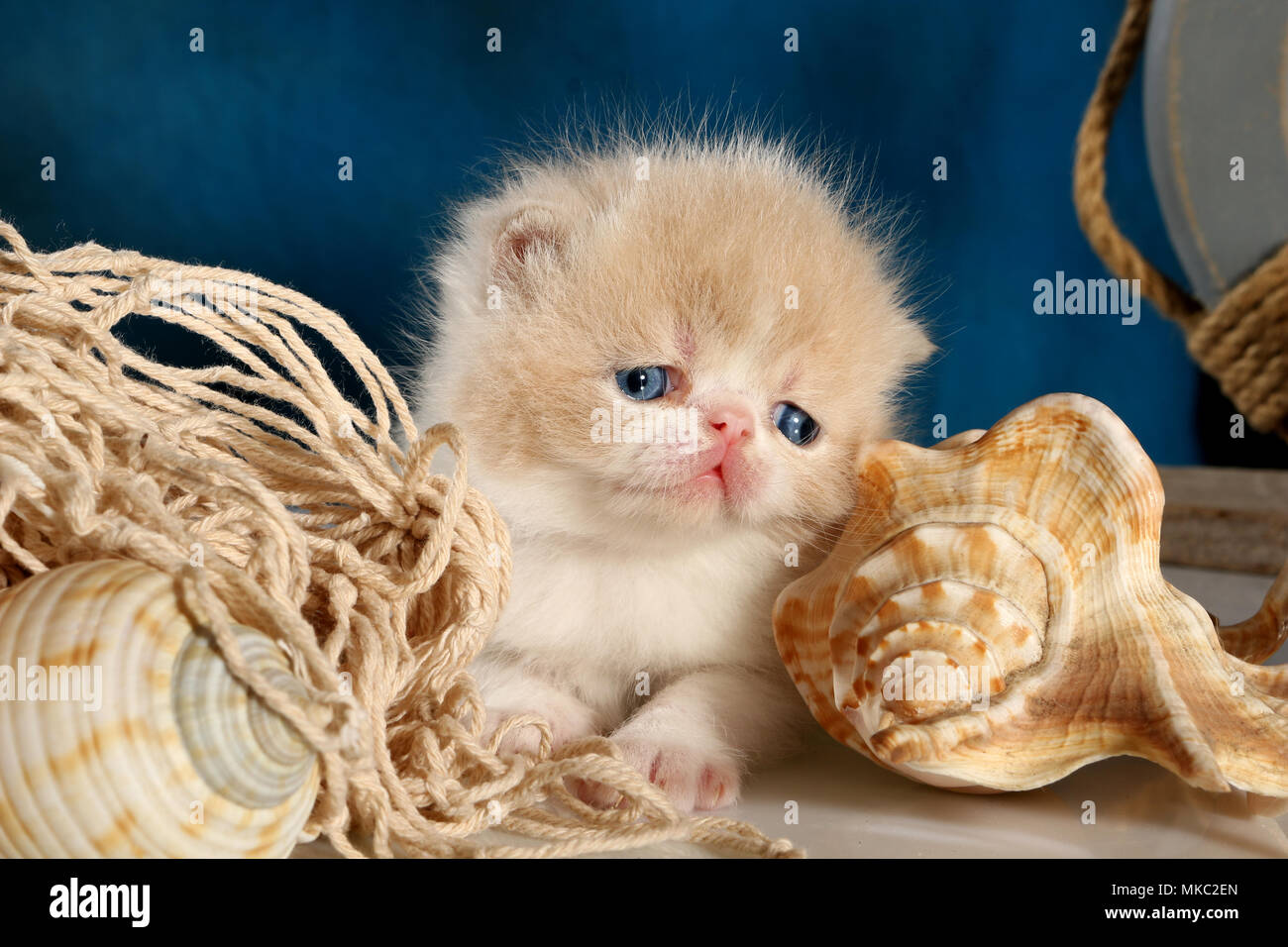 Gattino persiano, 3 settimane di età, giacente in un decor nautico Foto Stock