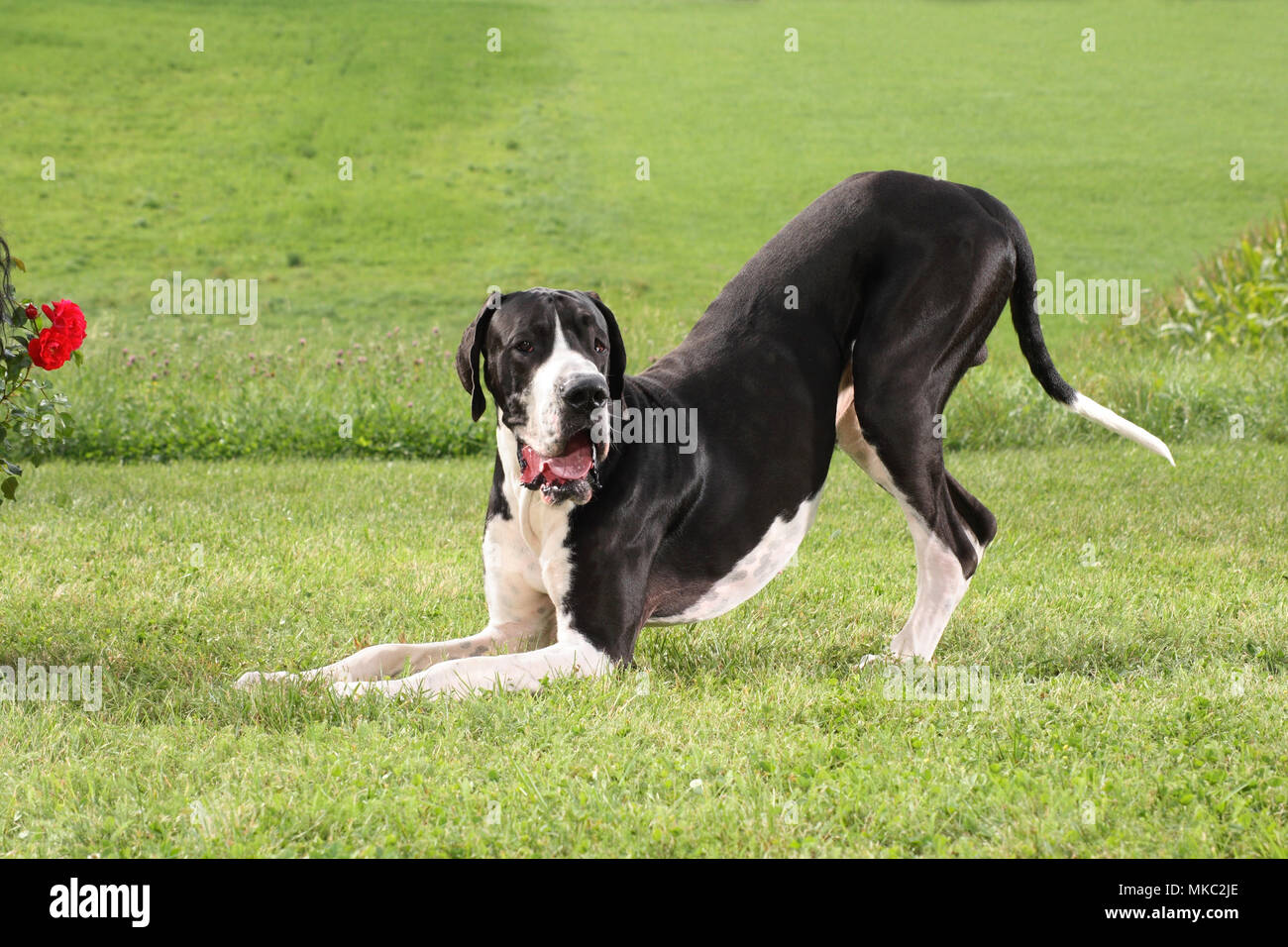 Giocoso alano, bianco e nero, su un prato Foto Stock