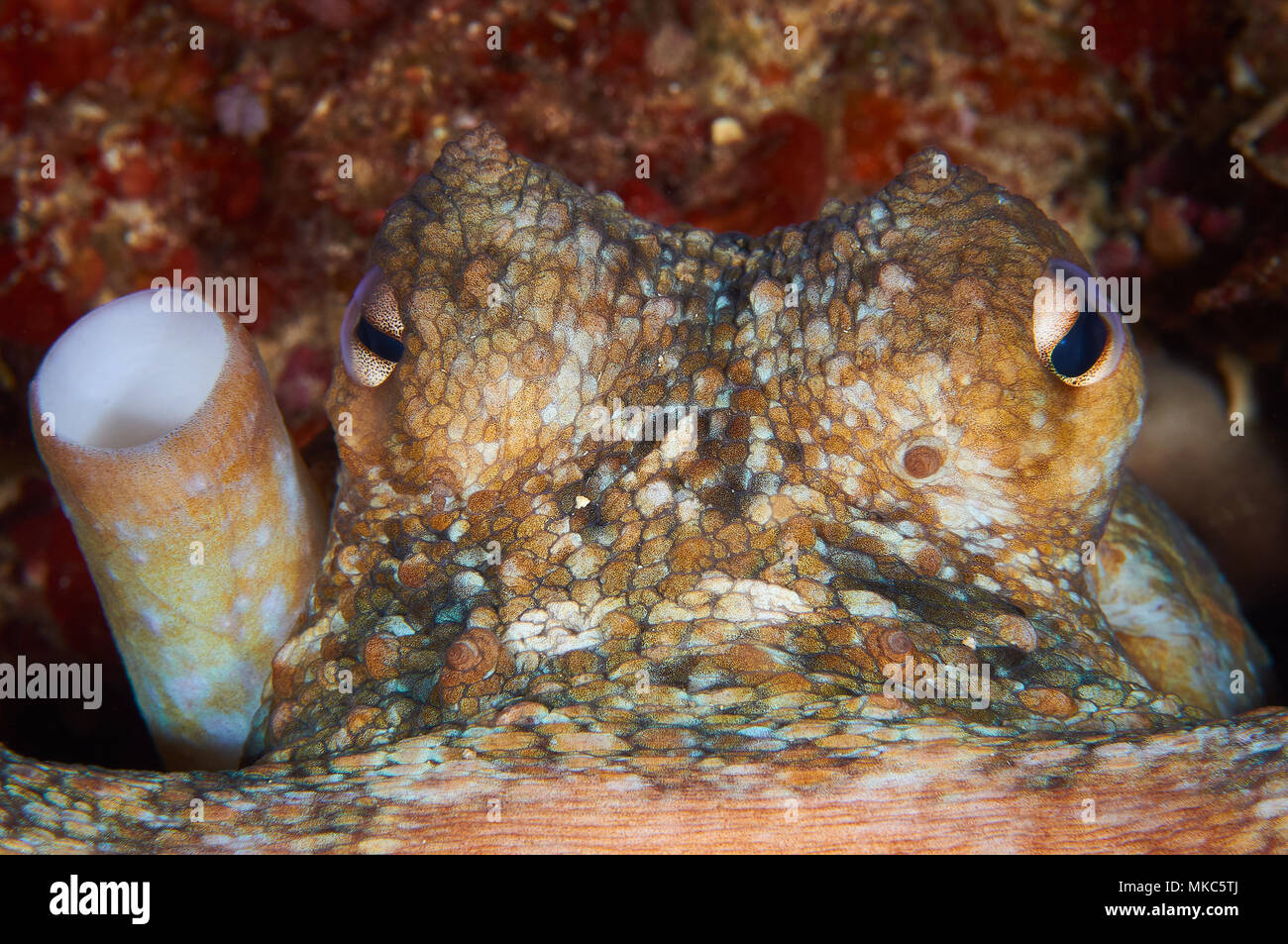 Closeup degli occhi e imbuto di un polpo comune (Octopus vulgaris) nel Parco Naturale di Ses Salines (Formentera, Isole Baleari, Mar Mediterraneo) Foto Stock