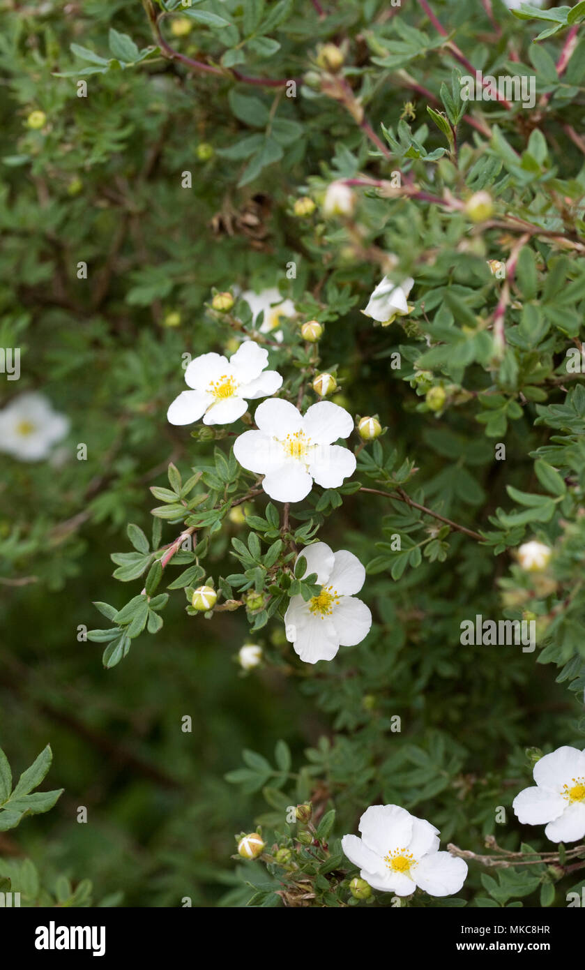 Potentilla fruticosa. Fiore bianco. arbustiva cinquefoil impianto. Foto Stock